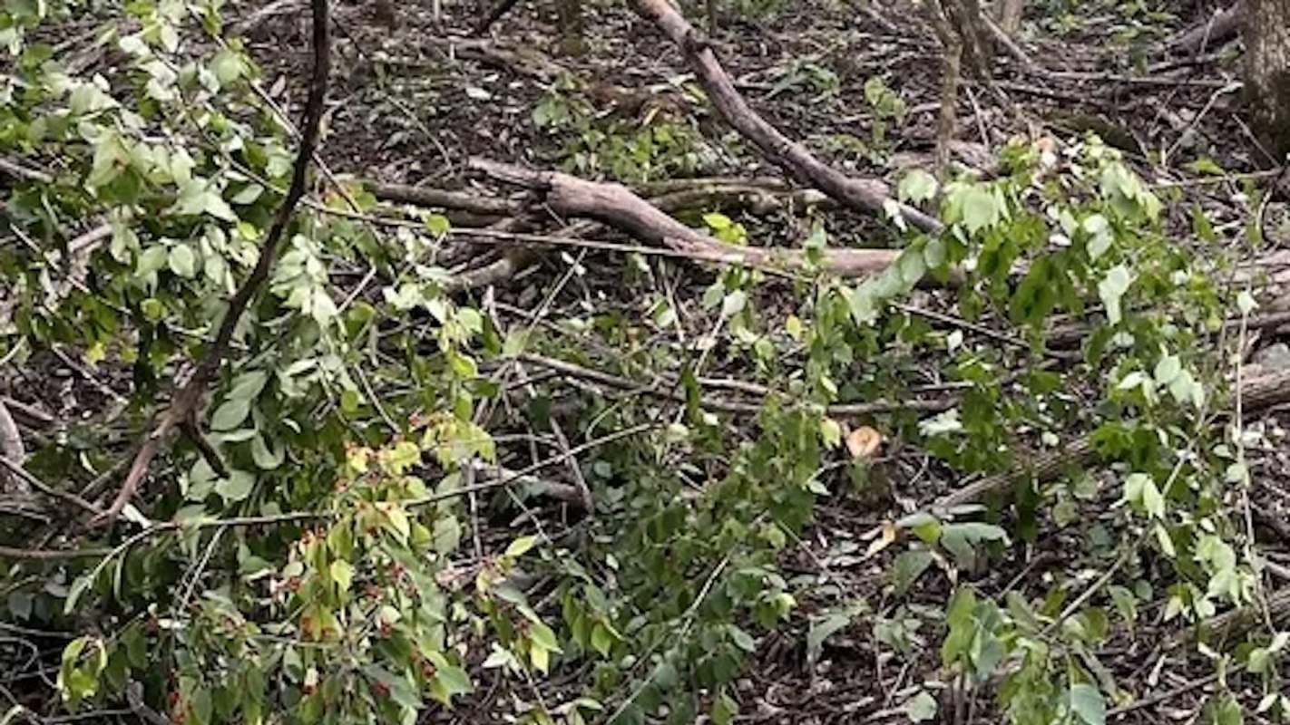 A homeowner went to r/invasivespecies to share a photo of their backwoods nightmare overrun by bush honeysuckle.