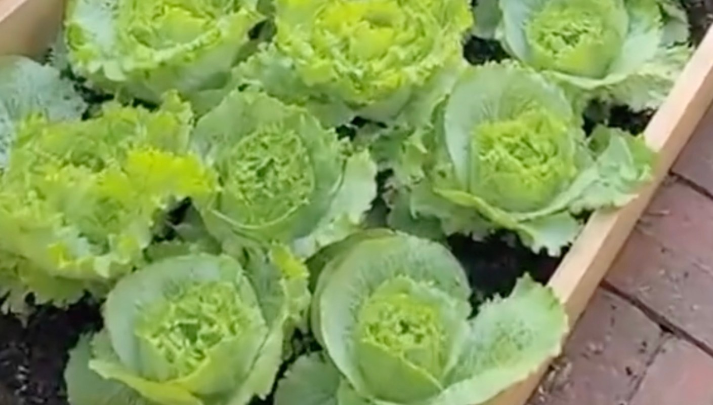 Vegetable gardener Sage had some adorable visitors in her yard and shared the footage with her TikTok followers.