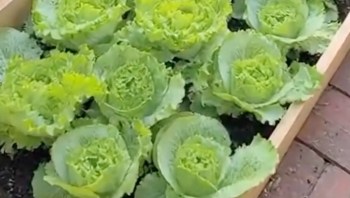 Vegetable gardener Sage had some adorable visitors in her yard and shared the footage with her TikTok followers.