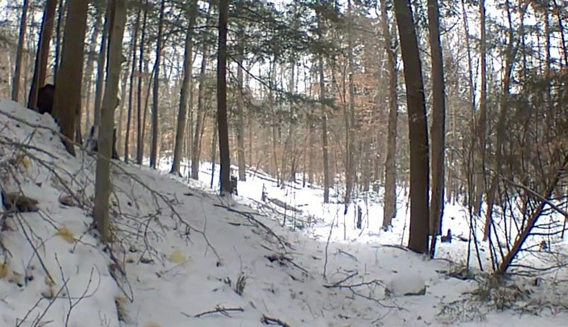 Resident shocked as camera captures unexpected creature moving through New York village: 'Lucky you'