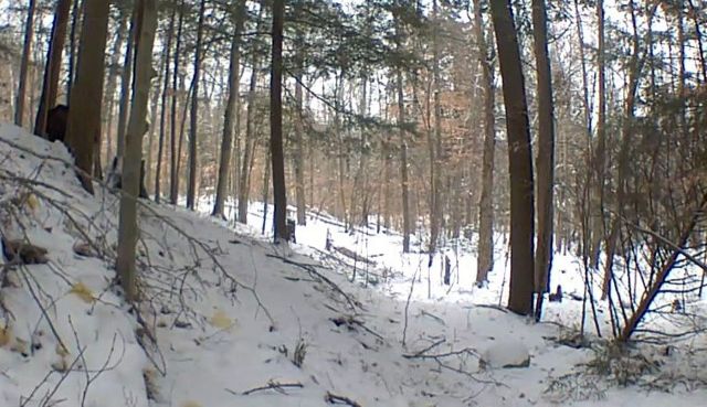 One lucky Adirondack resident captured footage of a moose near a pond on his trail camera in a once-in-a-lifetime sighting.