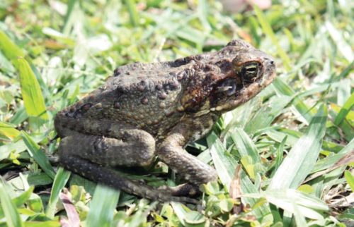 An Asian cane toad sits in grass.