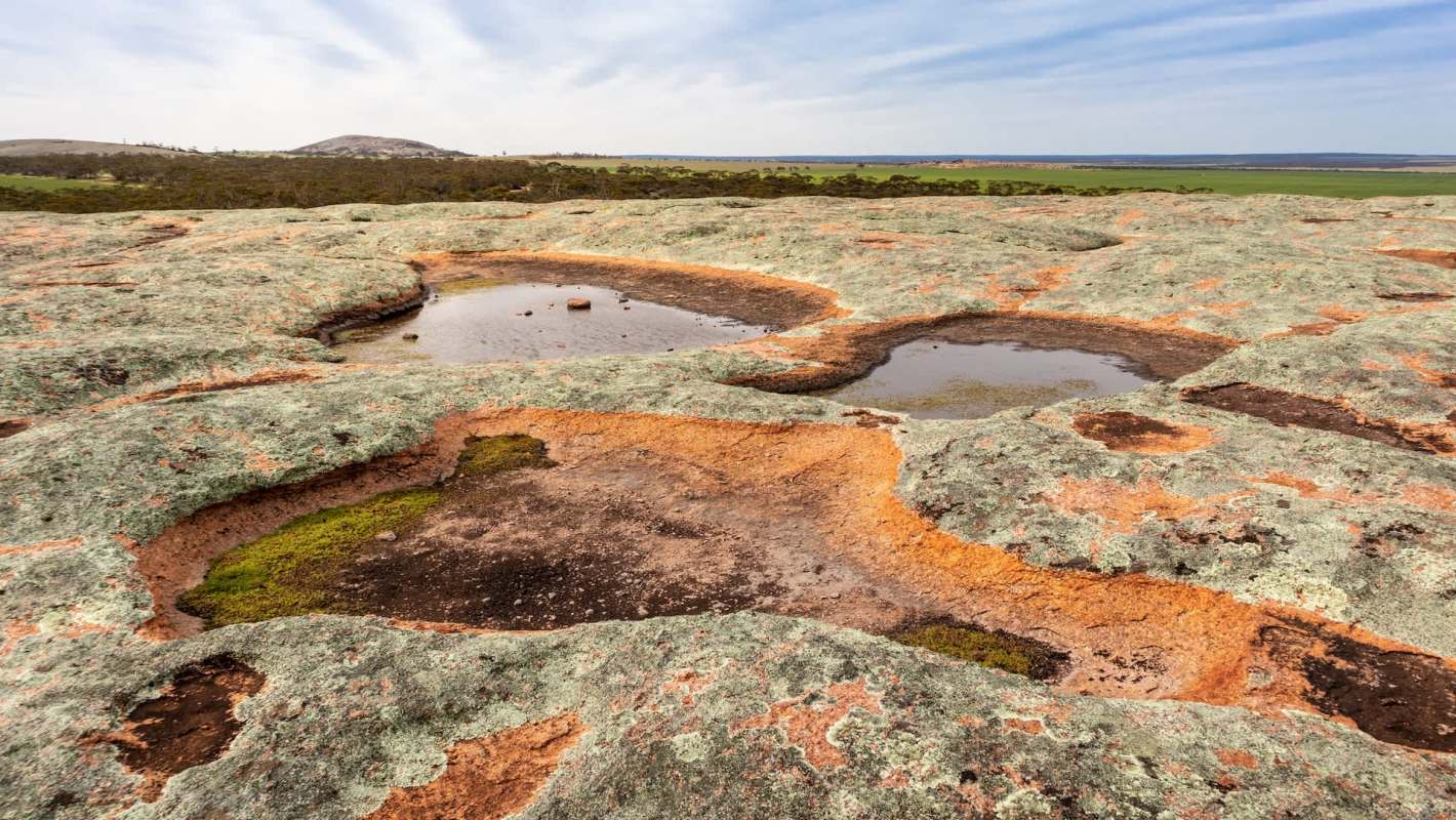 A rare sighting of a carpet python in the Gawler Ranges National Park was captured on video by South Australia's National Parks and Wildlife Service.