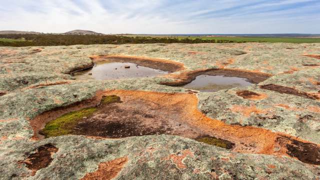 A rare sighting of a carpet python in the Gawler Ranges National Park was captured on video by South Australia's National Parks and Wildlife Service.