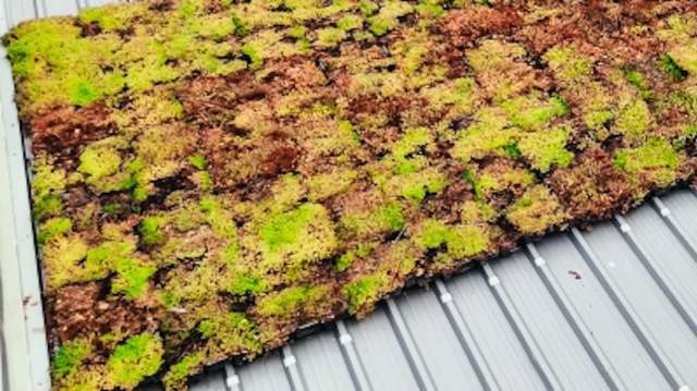 One 200-square-meter rooftop covered in greenery can produce 573 pounds of oxygen each year. In Belgrade, scientists are using that potential to transform rooftops into living, breathing systems.