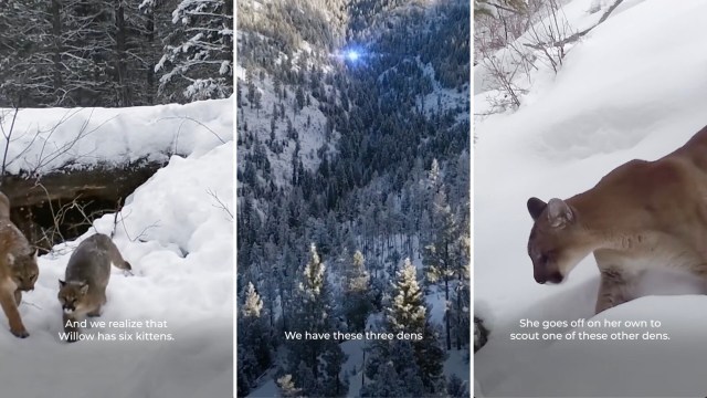 Watch this heartwarming footage of a feline supermom with an unprecedented brood.