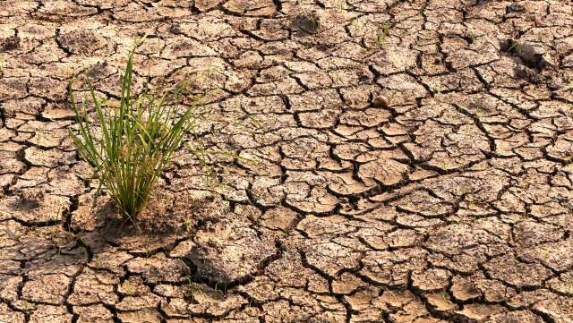 Chestnut shortages are threatening farmers' livelihoods in Greece and Portugal — and it's because of climate change.