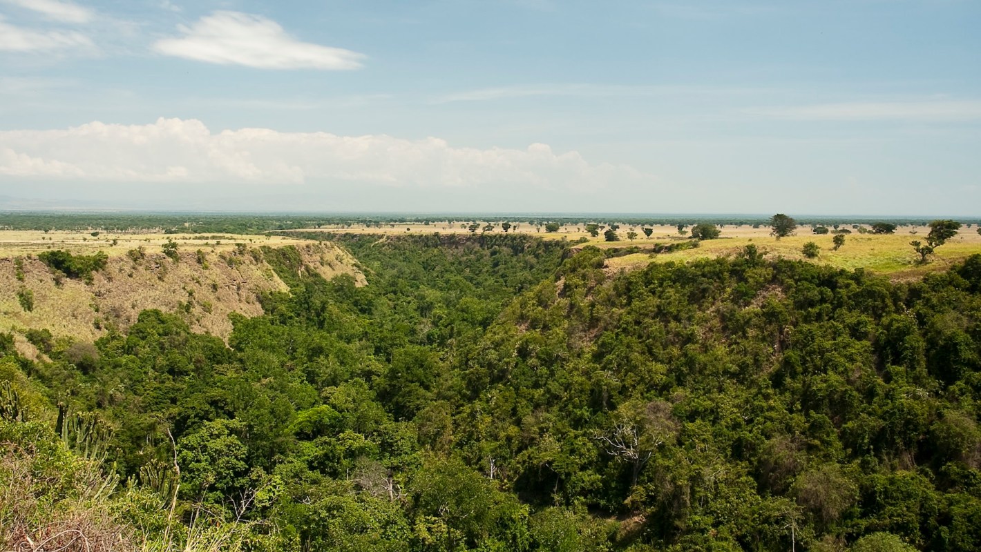 Incredible trail camera footage in Uganda's Queen Elizabeth National Park shows chimpanzees gracefully crossing a man-made bridge.