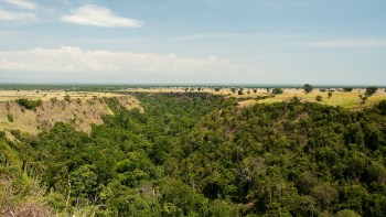 Incredible trail camera footage in Uganda's Queen Elizabeth National Park shows chimpanzees gracefully crossing a man-made bridge.