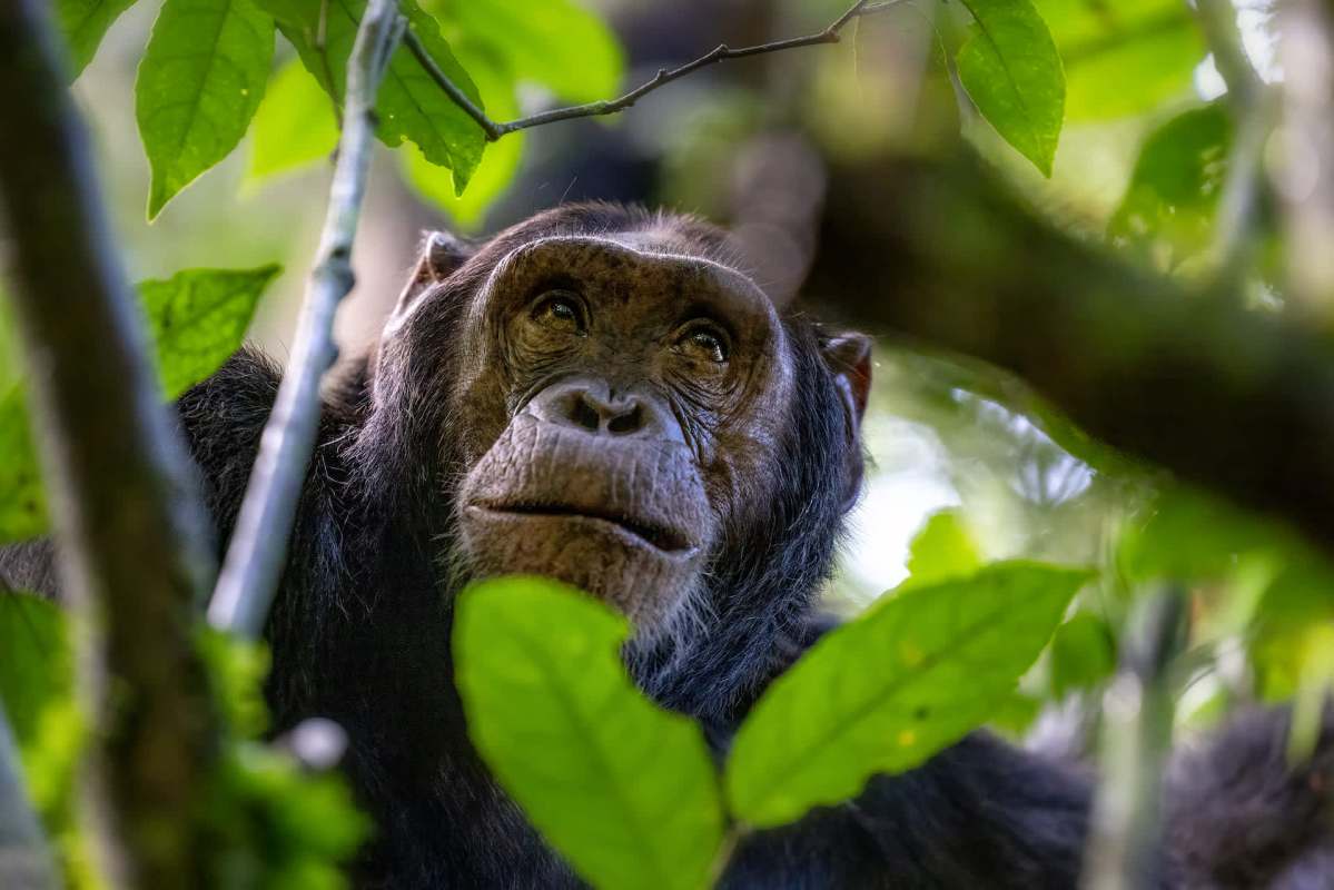 Jane Goodall uncovered something unexpected in her work studying chimpanzees: These primates helped reverse a climate disaster.