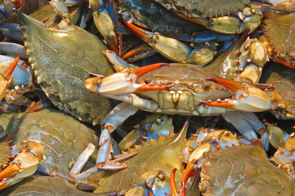 University of Maryland's researchers are using chitin, a chemical from crustacean shells, to create a more sustainable battery.