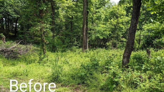 One Redditor shared the incredible results of using goats for land clearing.