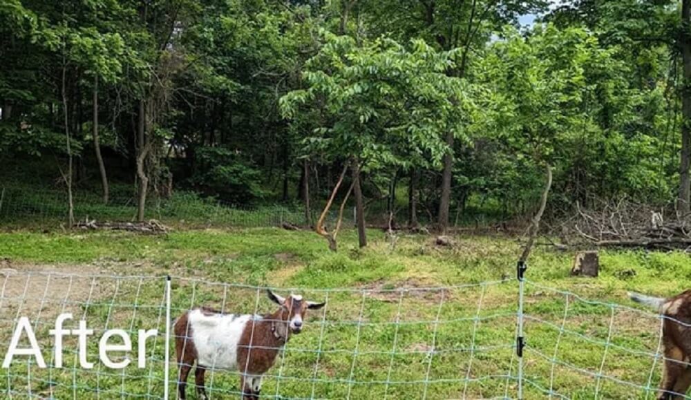 One Redditor shared the incredible results of using goats for land clearing.