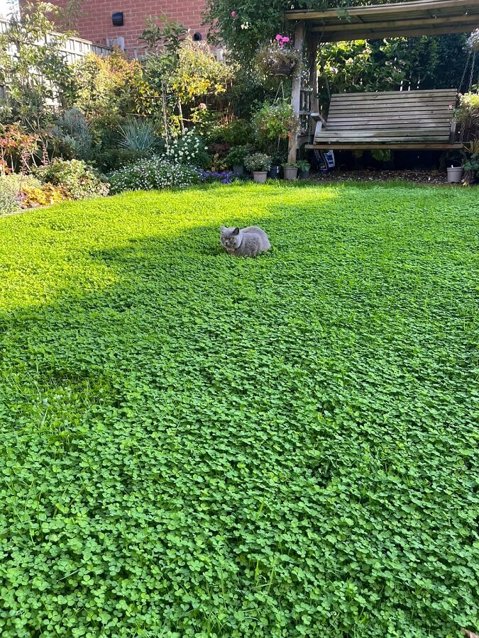 One Redditor shared their experience with replacing a traditional lawn with a clover lawn.