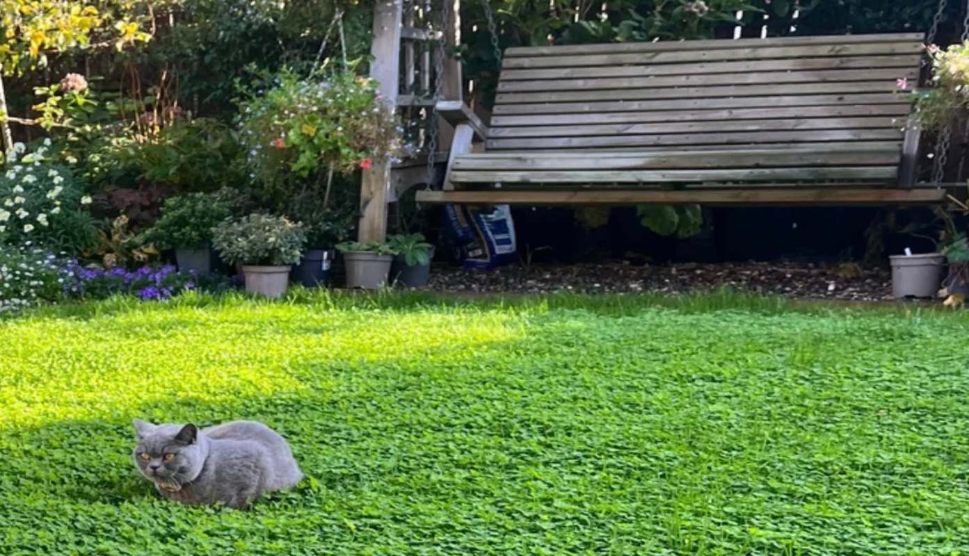 One Redditor shared their experience with replacing a traditional lawn with a clover lawn.