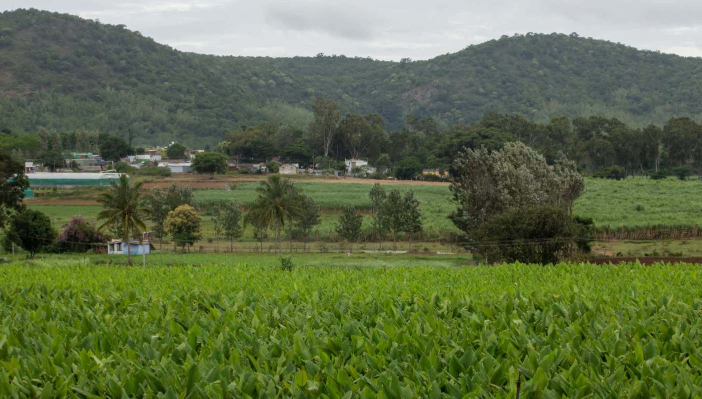 Farmers in the old Mysuru region of India are experiencing a 50% decline in coconut production, leading to rising prices for the crop.