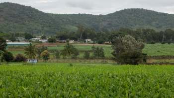 Farmers in the old Mysuru region of India are experiencing a 50% decline in coconut production, leading to rising prices for the crop.