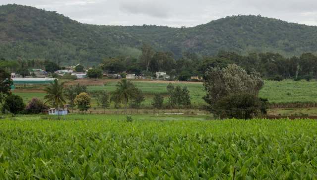 Farmers in the old Mysuru region of India are experiencing a 50% decline in coconut production, leading to rising prices for the crop.