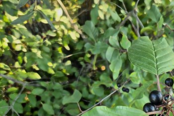 A Redditor sought help identifying a common buckthorn plant in their garden and received advice on how to remove it.