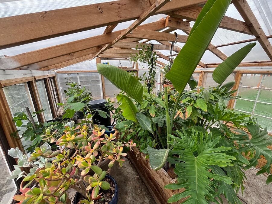 One clever Reddit user shared how they transformed a shed into a beautiful greenhouse, inspiring others to do the same.