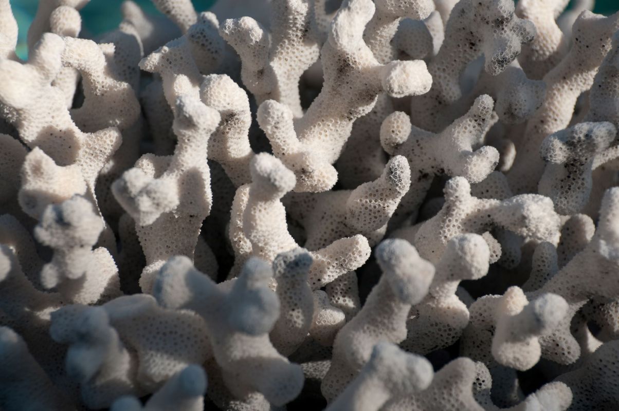 Staghorn and elkhorn corals have been declared "functionally extinct" after an unprecedented ocean heat wave.