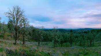 Residents in an Oregon town were left unsettled after a large predator — a cougar — popped in for an unscheduled visit.