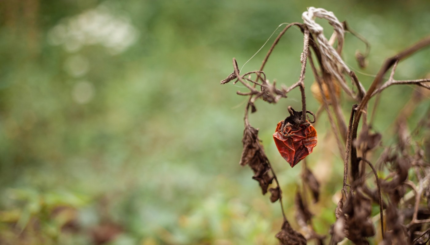 The Barisal Division of Bangladesh has specialized in guava production for over 200 years. But the rising temperatures and increased droughts caused by the changing climate have significantly affected its guava crops.