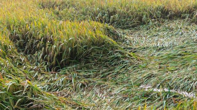 Cyclone Montha crashed into the state of Andhra Pradesh, damaging tens of thousands of acres of rice paddies.