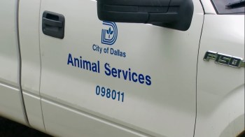 According to the Advocate, Dallas Animal Services started receiving reports in September of dangerous coyote behavior near Lake Highlands Trail, White Rock Trail, and Church Road.