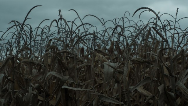 Researchers in the U.K. have found that while populations of daytime insects, such as bees and hoverflies, have remained steady, nighttime species — including moths — are in decline.