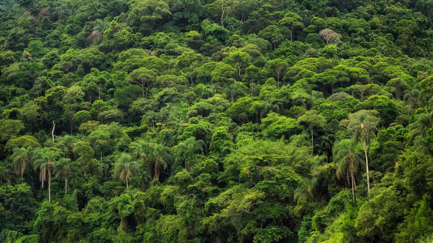 An annual report found that nearly 8.1 million hectares of forest were permanently lost in 2024, sounding the alarm on deforestation.