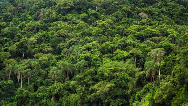 An annual report found that nearly 8.1 million hectares of forest were permanently lost in 2024, sounding the alarm on deforestation.