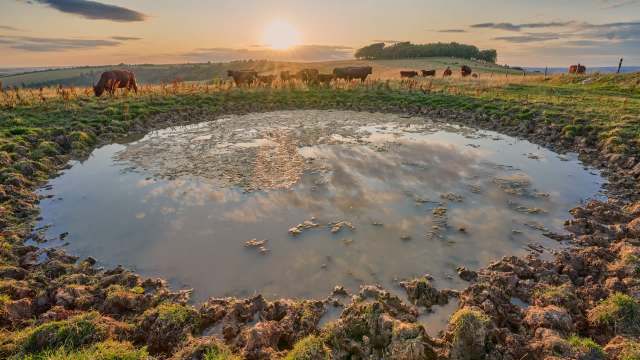 Ecological surveys of recently restored dew ponds in South Downs National Park show a resurgence of wildlife biodiversity.