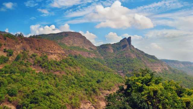 Researchers have confirmed that an endangered species of wild dog, dholes, has been expanding its territory in India.