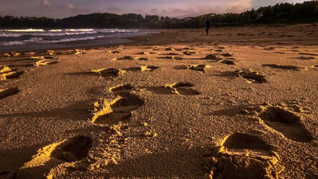 There's been an alarming number of dingo attacks on the island of K'gari.