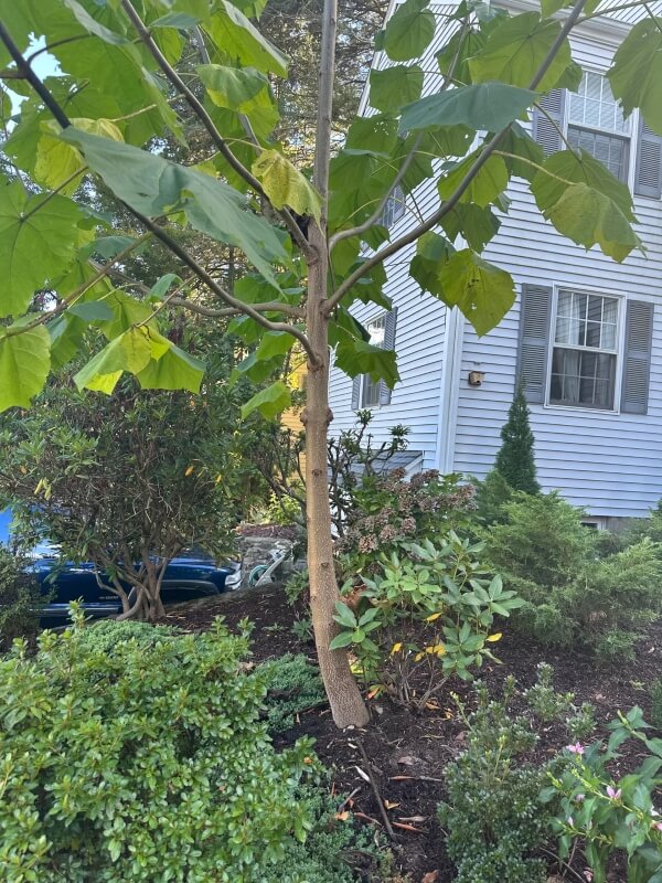 One Reddit user was shocked to find a princess tree growing in their garden and turned to the r/plants community for help.