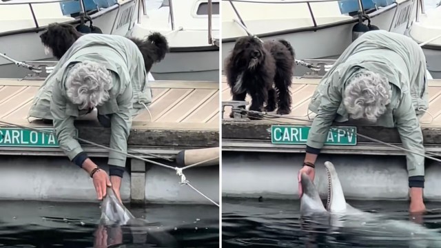 One man was caught petting a wild dolphin on a pier. While it looks cute, these interactions can be harmful to the dolphins and humans involved.