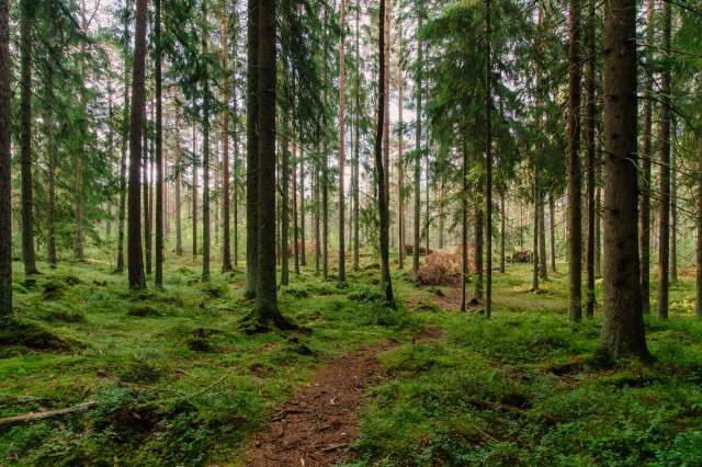 A 94-year-old woman donated 105 acres of land to a New Hampshire conservancy to protect essential wildlife habitats.