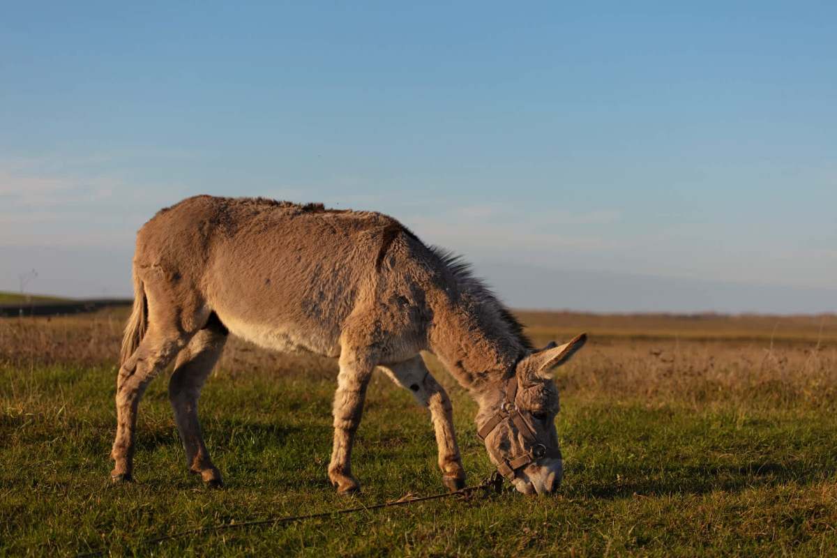 Donkey fecal samples were an integral part of this research, which focused on microplastic pollution in the animals' habitats.