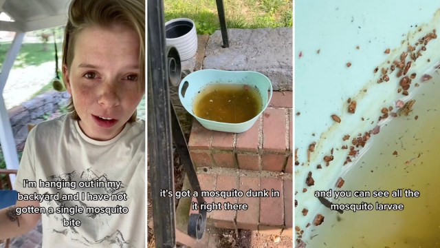 One TikTok user shared a simple, chemical-free hack that has kept their yard completely mosquito-free.