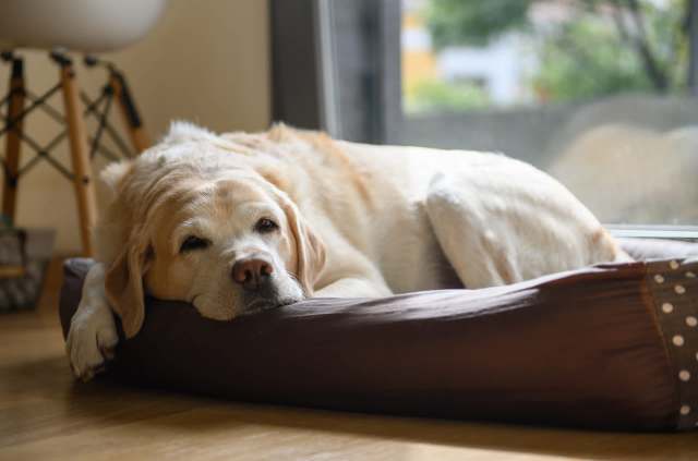 One older dog's devoted owner shared an eco-friendly way to keep their elderly dog included in their daily adventures.