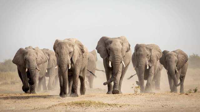 In Tamil Nadu, a quiet morning turned chaotic when a herd of eight wild elephants rampaged through estate neighborhoods, startling local residents.