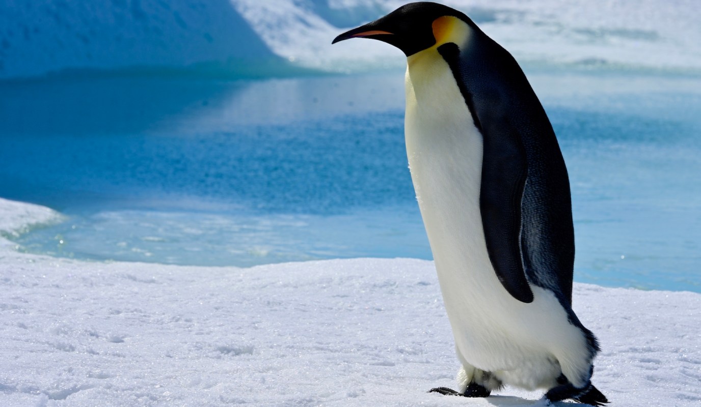 Emperor penguins are being forced to abandon their breeding sites as Antarctica warms — a new study has revealed.