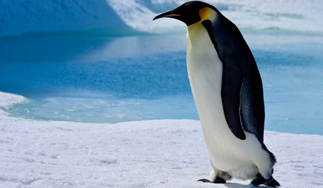 Emperor penguins are being forced to abandon their breeding sites as Antarctica warms — a new study has revealed.