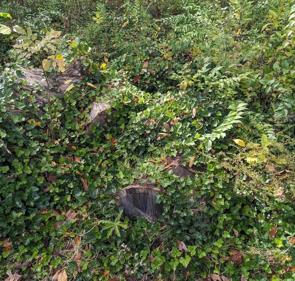 One homeowner showcased just how easily invasive plant species like English ivy can get out of hand.