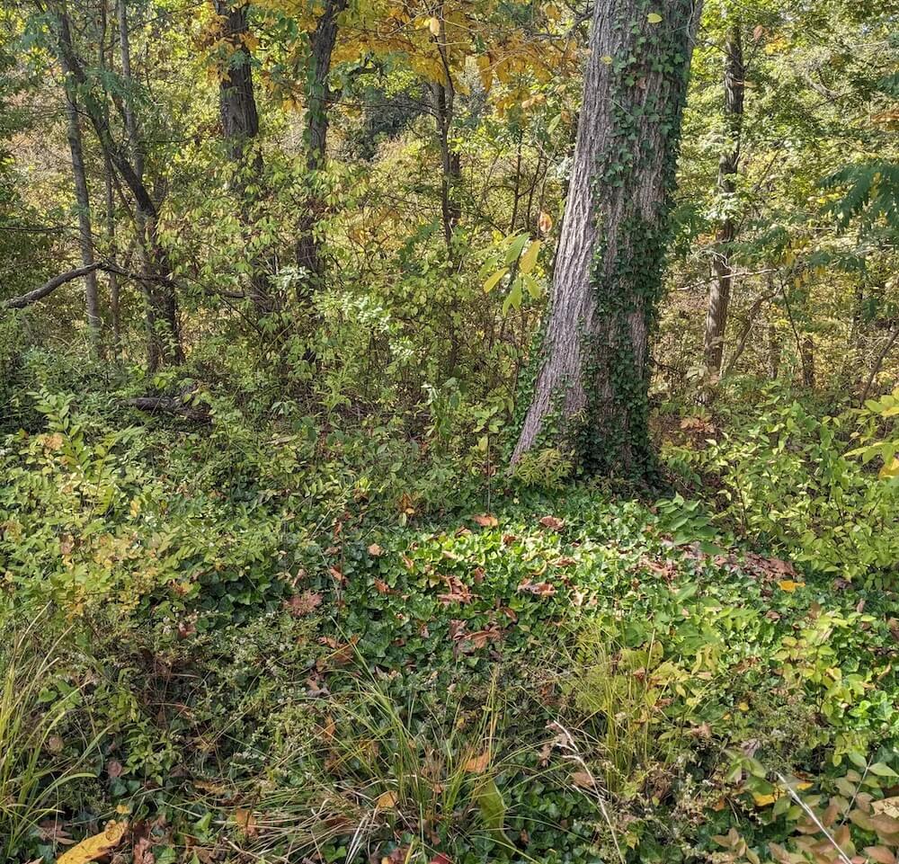 One homeowner showcased just how easily invasive plant species like English ivy can get out of hand.