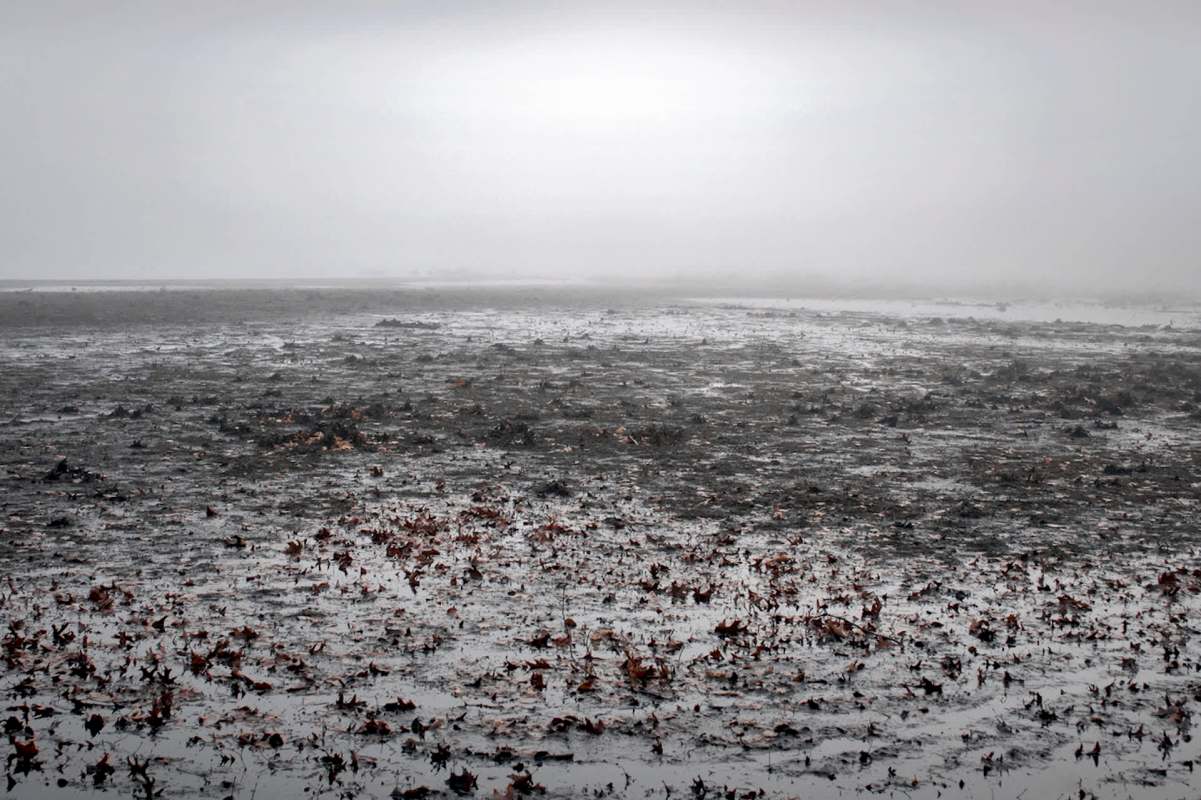 New England's fall foliage was significantly affected by a prolonged drought, resulting in muted colors and underwhelmed tourists.