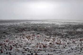 New England's fall foliage was significantly affected by a prolonged drought, resulting in muted colors and underwhelmed tourists.