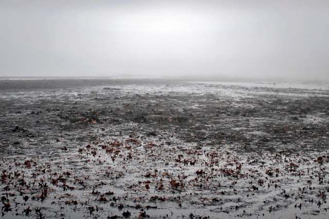 New England's fall foliage was significantly affected by a prolonged drought, resulting in muted colors and underwhelmed tourists.