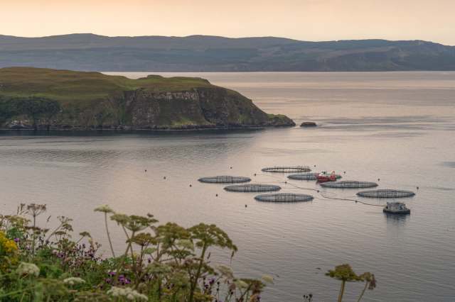 As the storm surge from Storm Amy ravaged the Scottish Highlands, it also broke through farm pens holding thousands of salmon.